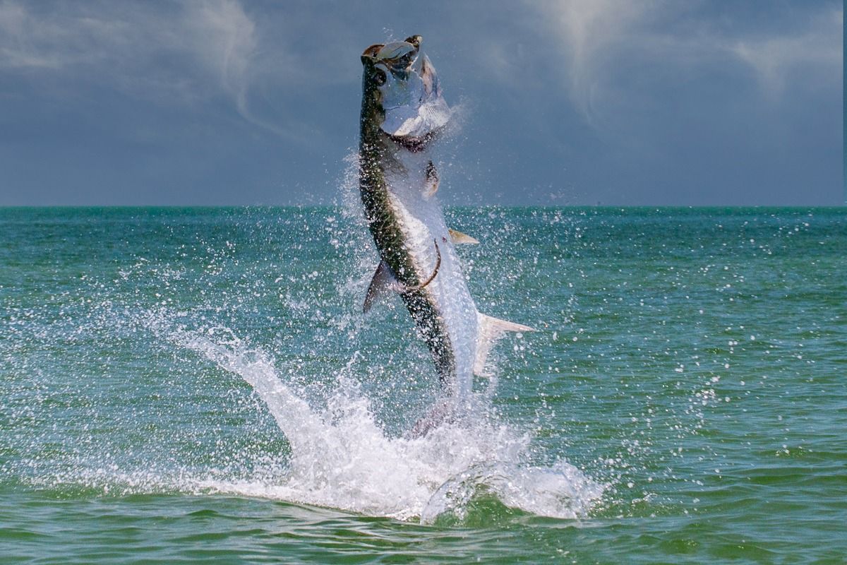 Tailing Charters, Florida Keys Fly Fishing Guides, Florida Keys Flats  Fishing, Tarpon Fishing, Fly Fishing For Tarpon