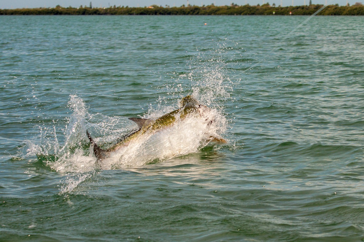 Fly Fishing Guides for Tarpon, Florida Keys, Islamorada and Everglades
